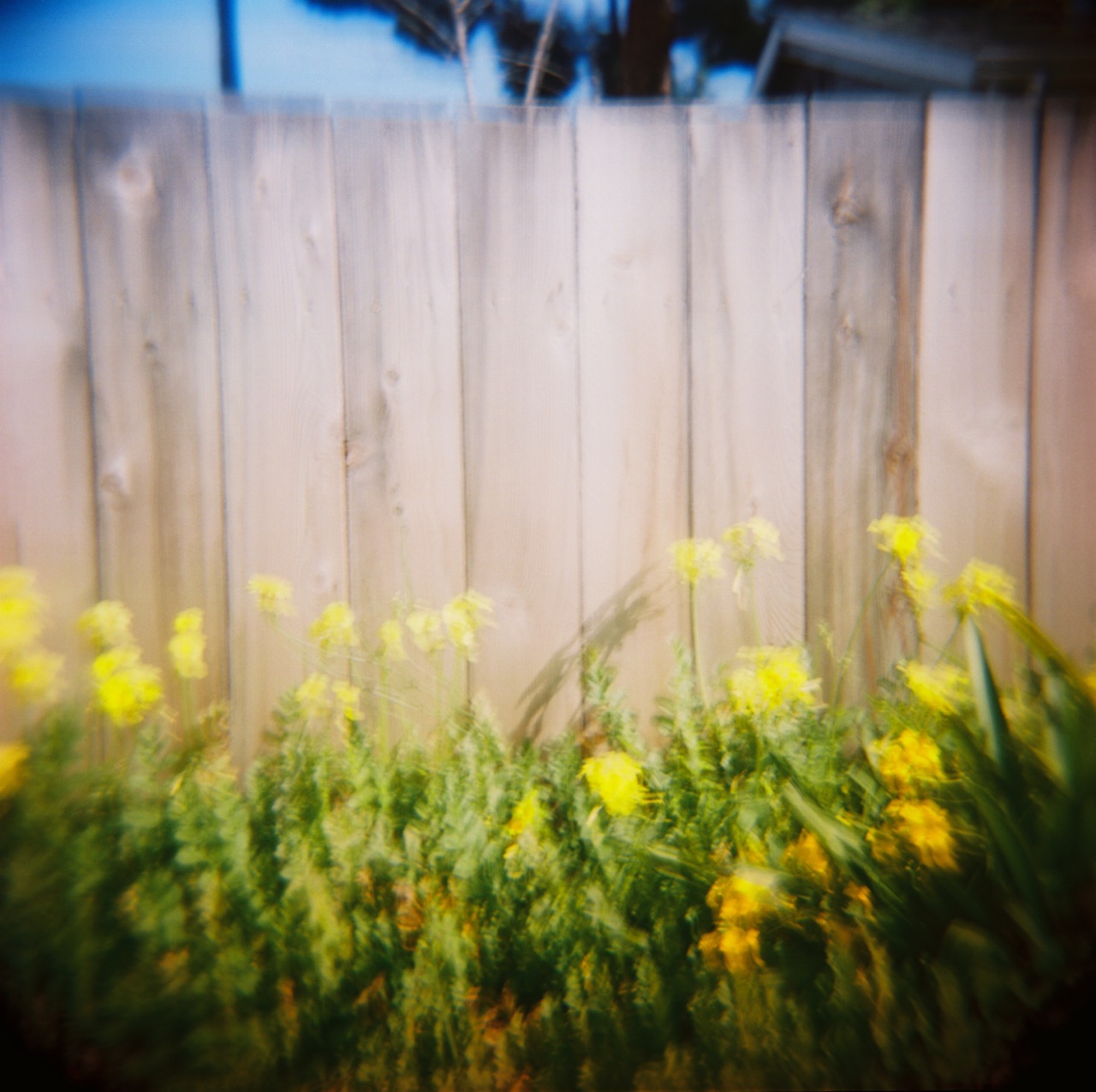 Bewitched: flowers on Fence