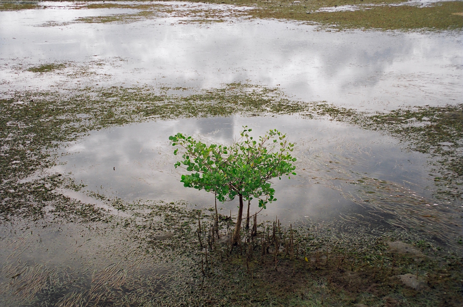 A medium-sized mangrove tree